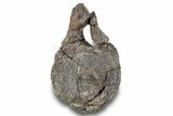 Fossil Dinosaur Vertebra - Two Medicine Formation #265592-3